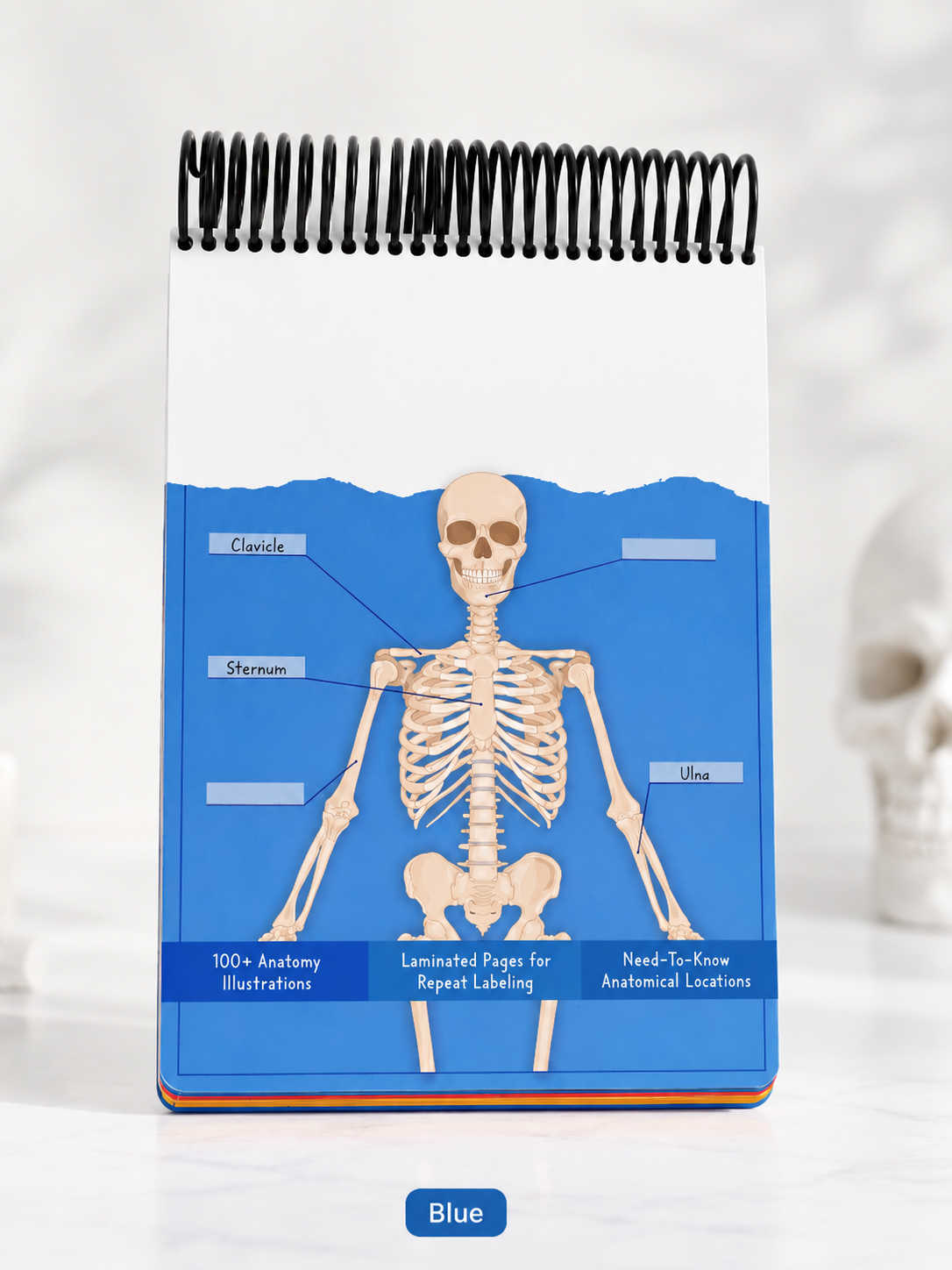 🧠Reusable Anatomy Label Lab Workbook
