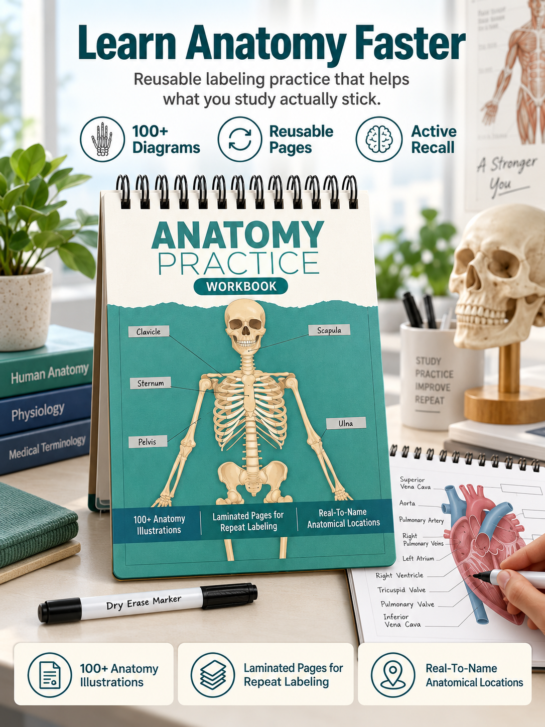 🧠Reusable Anatomy Label Lab Workbook