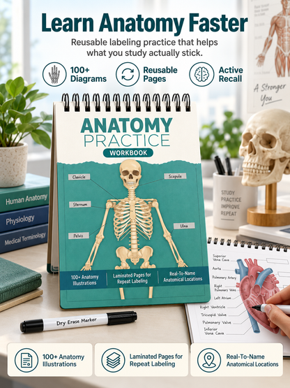 🧠Reusable Anatomy Label Lab Workbook