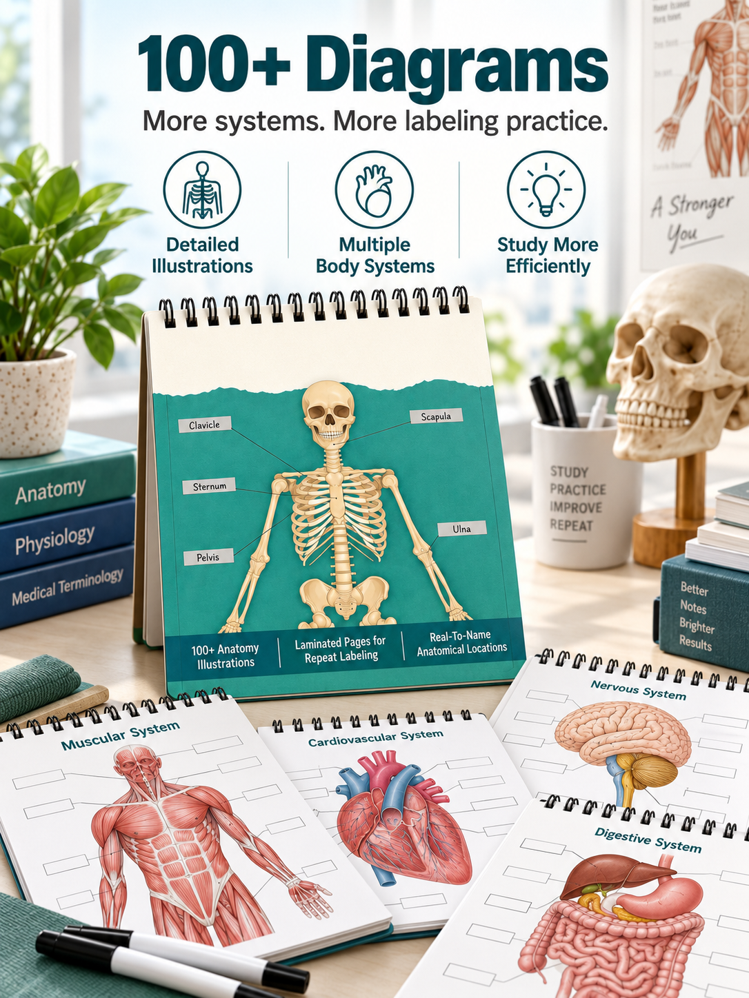 🧠Reusable Anatomy Label Lab Workbook