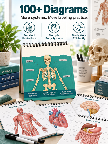 🧠Reusable Anatomy Label Lab Workbook