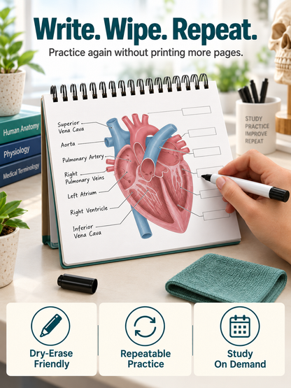 🧠Reusable Anatomy Label Lab Workbook