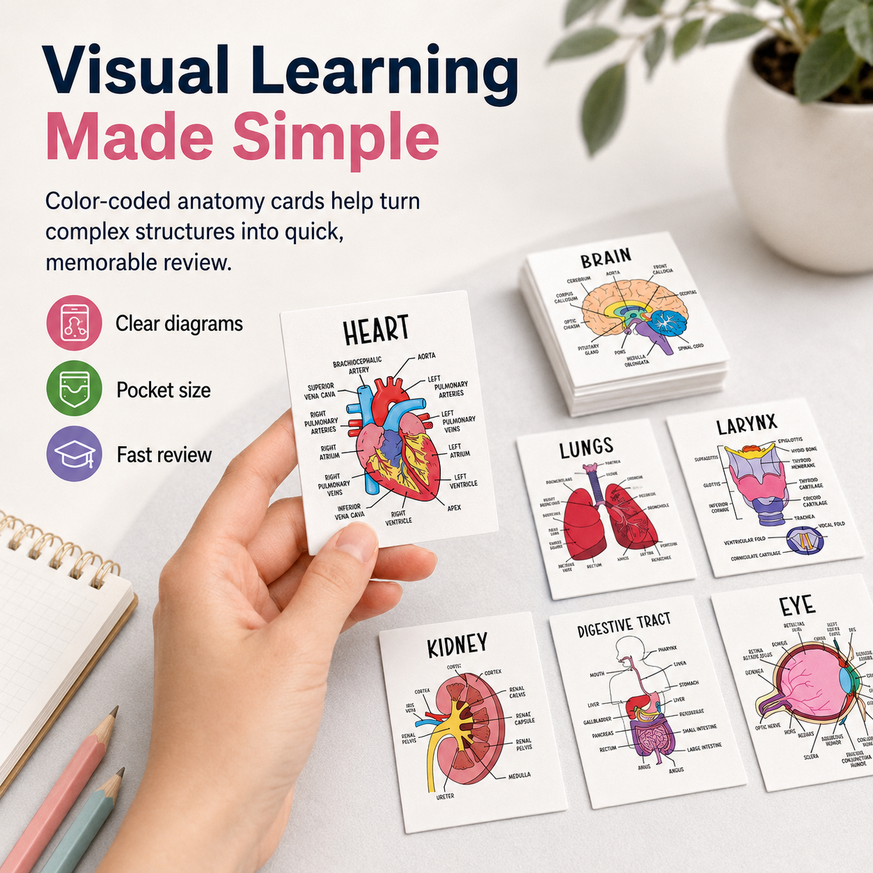 Human Anatomy Flashcards – 30-Piece Visual Study Guide for Medical, Nursing & Anatomy Exam Prep