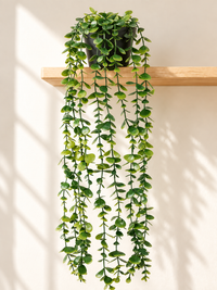 Eucalyptus