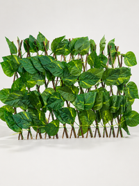 Pothos